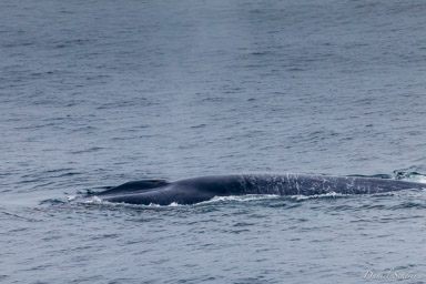   Baleine bleue