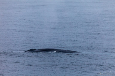   Baleine bleue