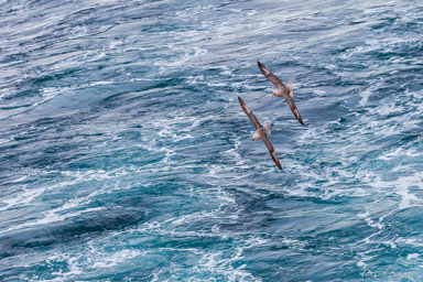   Fulmar boréal