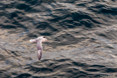   Fulmar boréal