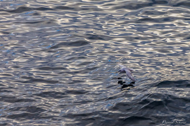   Fulmar boréal