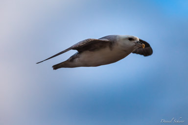   Fulmar boréal