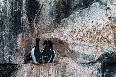   Guillemot de Brünnich