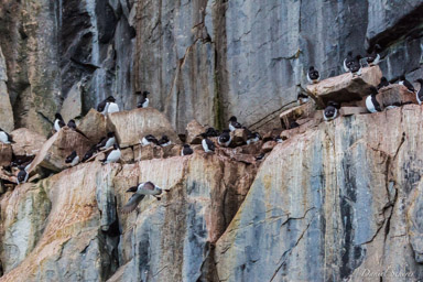   Guillemots à Alkefjellet