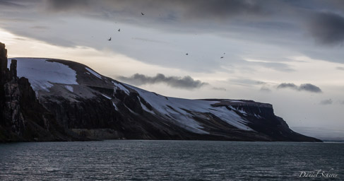   Guillemots à Alkefjellet