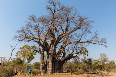 Baobab 1000 - 1500 ans  