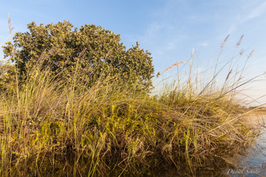 Delta de l'Okavango  