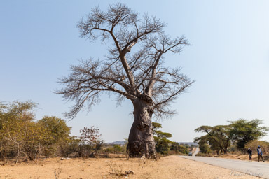 Baobab  