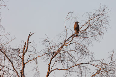 Circaète brun - Brown Snake Eagle  