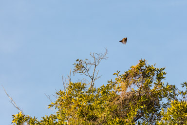 Delta de l'Okavango  