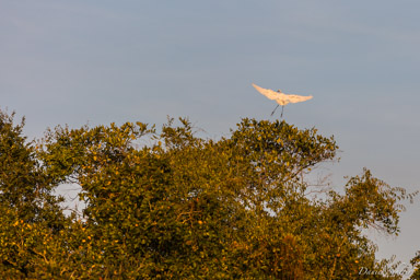 Grande Aigrette - Great White Egret  