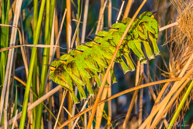 Guêpier nain - Little Bee-eater  