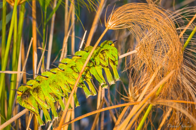 Guêpier nain - Little Bee-eater  