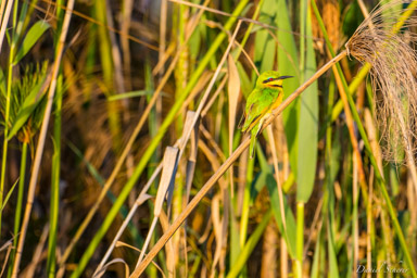 Guêpier nain - Little Bee-eater  