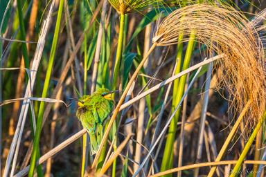 Guêpier nain - Little Bee-eater  