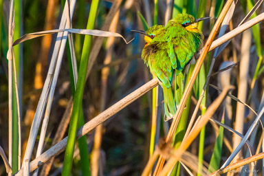 Guêpier nain - Little Bee-eater  