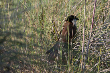 Coucal de Burchell - Burchell's Coucal  
