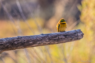 Guêpier nain - Little Bee-eater  