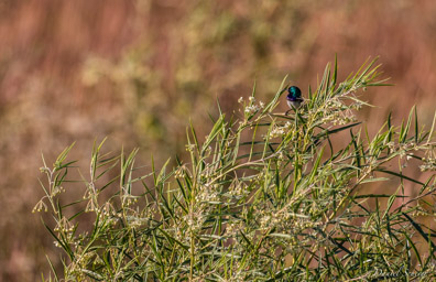 Souimanga à ventre blanc - White-bellied Sunbird  