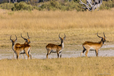 Impalas  