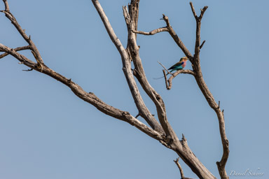 Rollier à longs brins - Lilac-breasted Roller  