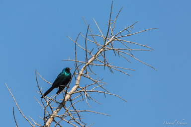 Choucador de Burchell - Burchell's Starling  