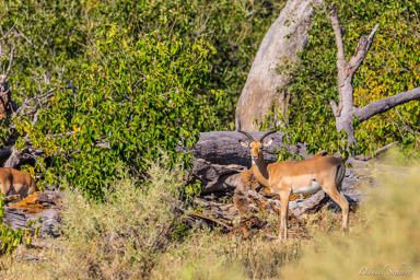 Impala  