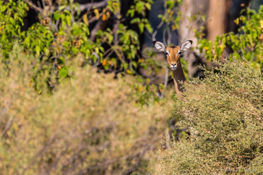 Impala  