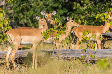 Impala  