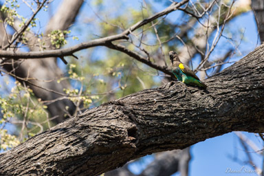 Perroquet de Meyer - Meyer's Parrot  