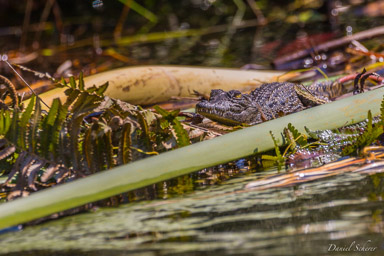 Crocodile du Nil  