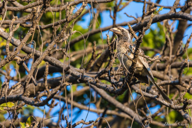 Calao à bec noir - African grey Hornbill  