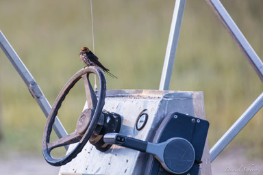 Hirondelle striée - Lesser Striped Swallow  
