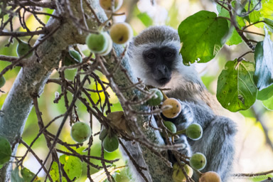 Vervet  