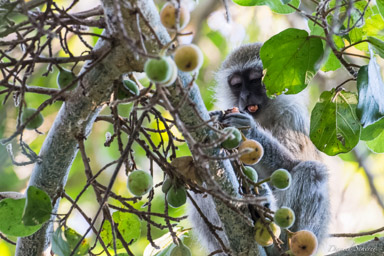 Vervet  