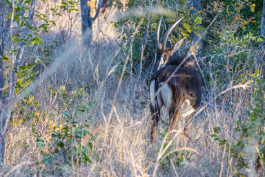 Hippotrague noir - Sable Antelope  
