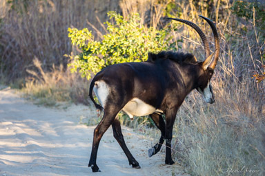 Hippotrague noir - Sable Antelope  