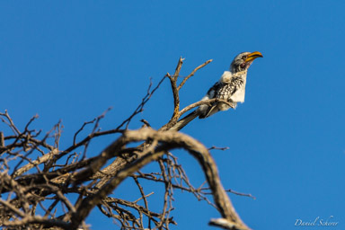 Calao à bec jaune -  Eastern Yellow-billed Hornbill  
