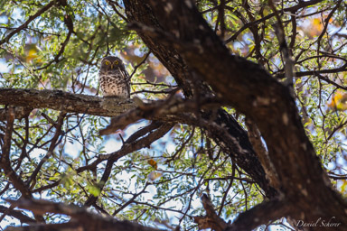Chevêchette du Cap - African Barred Owlet  