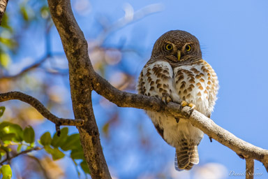 Chevêchette du Cap - African Barred Owlet  