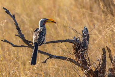 Calao à bec jaune -  Eastern Yellow-billed Hornbill  