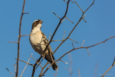 Mahali à sourcils blancs - White-browed Sparrow-Weaver  