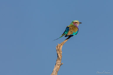 Rollier à longs brins - Lilac-breasted Roller  