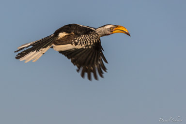 Calao à bec jaune -  Eastern Yellow-billed Hornbill  