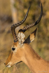 Impala  