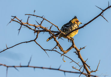 Barbican promépic - Crested Barbet  