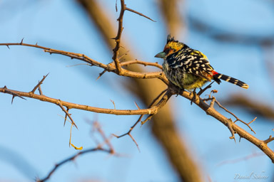 Barbican promépic - Crested Barbet  