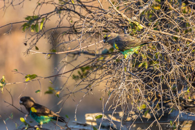 Perroquet de Meyer - Meyer's Parrot  