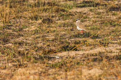 Vanneau couronné - Crowned Lapwing  