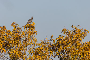 Touraco concolore - Grey Go-away-bird  